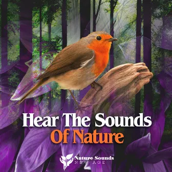 Hear The Sounds Of Nature by Nature Sounds New Age