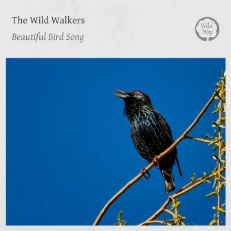 Beautiful Bird Song by The Wild Walkers