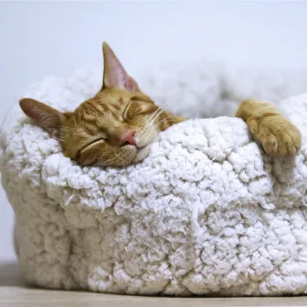 100 Essential Sleep Melodies for Cats by Cat Music Dreams