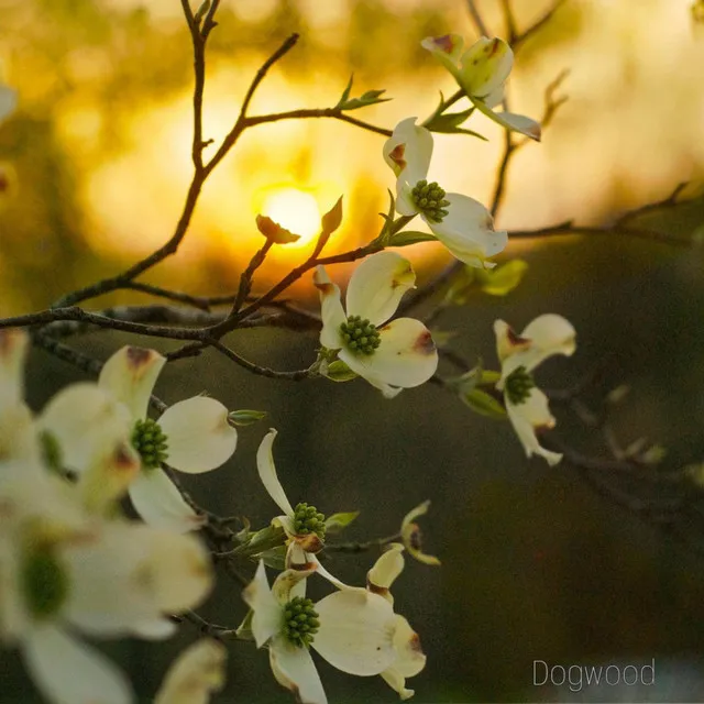 Dogwood