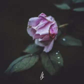 Like a Rose by Jacob Browne