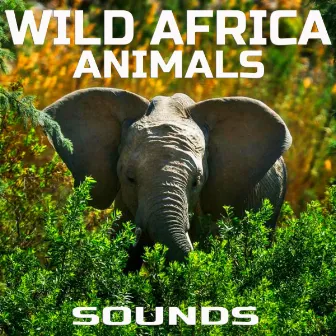 Wild Africa Animals Sounds by Animal Planet FX