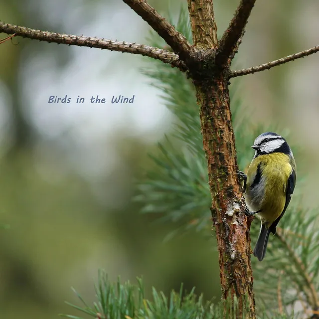 Birds in the Wind