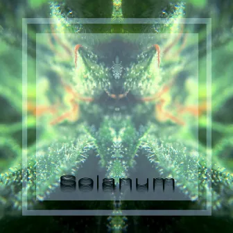 Solanum by Loopacca