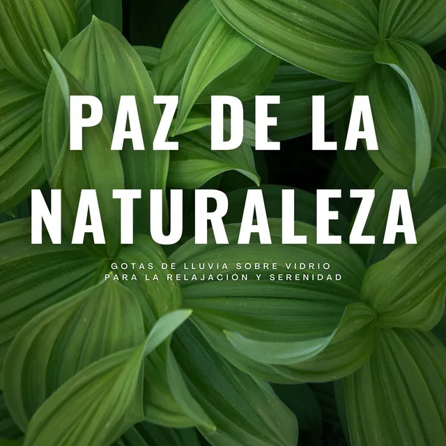 Paz De La Naturaleza: Gotas De Lluvia Sobre Vidrio Para La Relajación Y Serenidad