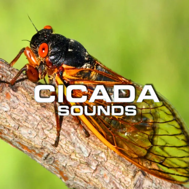 Meditative Cicada Sounds - Wildlife Magazine Remix