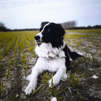 Un Ami Serein by Musique pour Animaux de Compagnie