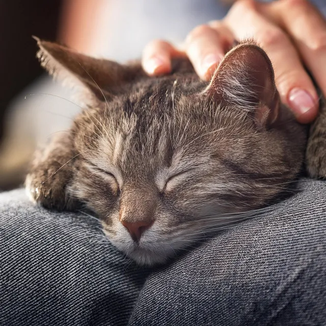 Canciones Relajantes Para Gatos En Reposo