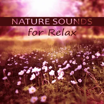 Nature Sounds for Relax – Deep Music for Meditation, Calm Music for Relaxation, Nature Sounds, Inspiring Piano Music by Beautiful Nature Music Paradise