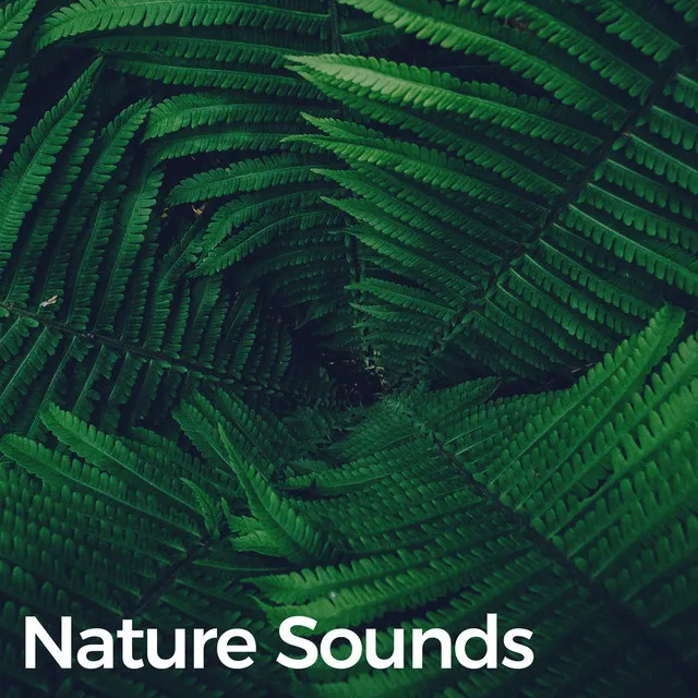 Rain Sounds (Rainforest Sounds for Deep Relaxation)