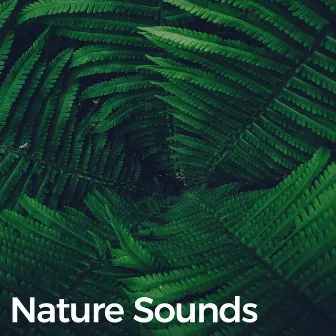 Rain Sounds (Rainforest Sounds for Deep Relaxation) by Exovis