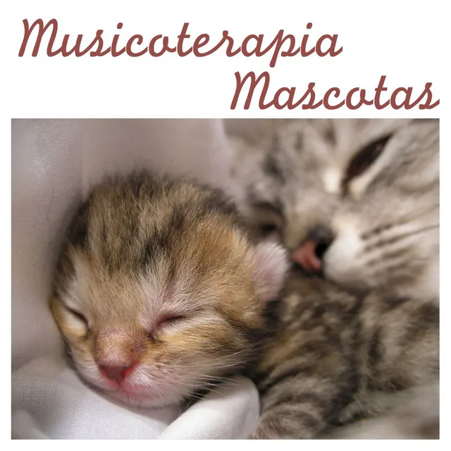 Músicoterapia Mascotas: Música para Relajar Perros y Musica para Gatos Calmante