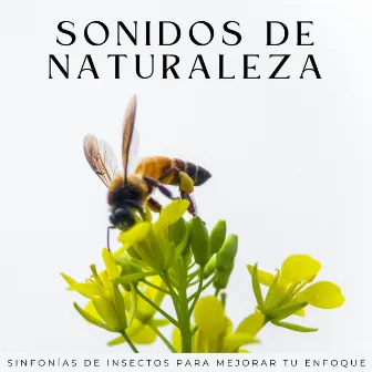 Sonidos De Naturaleza: Sinfonías De Insectos Para Mejorar Tu Enfoque by Sonidos de la naturaleza desconectados