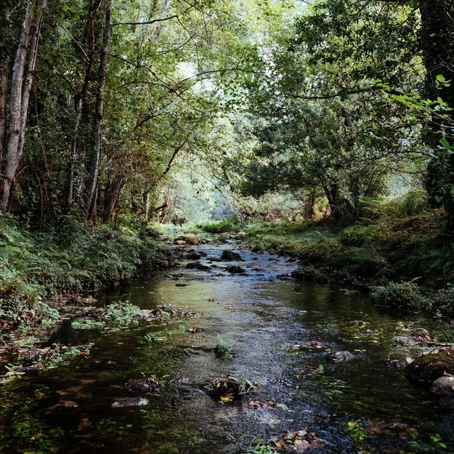 Creek Sounds