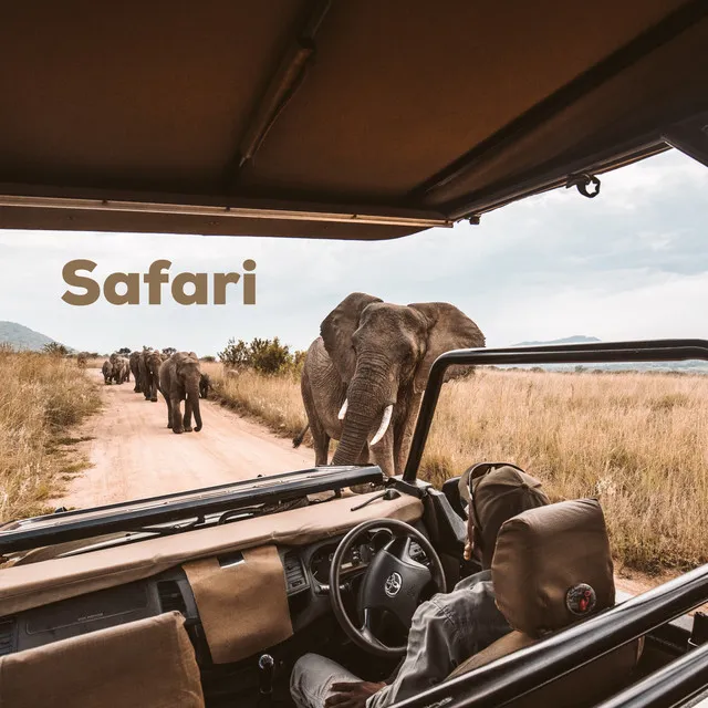 Safari