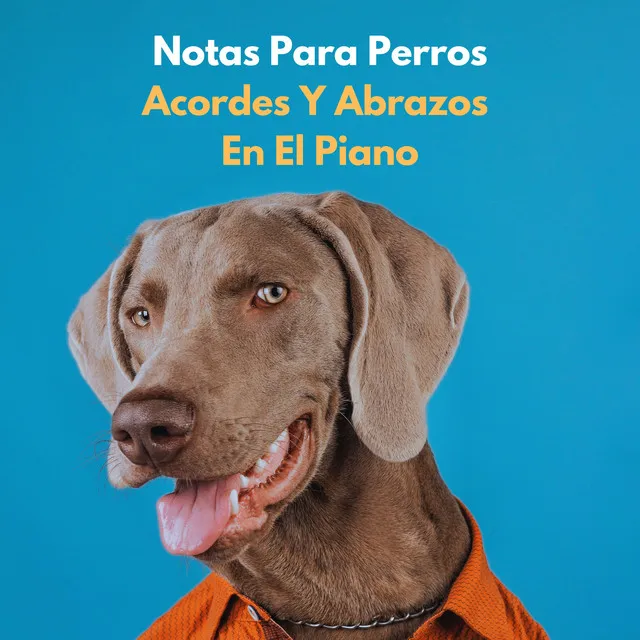 Notas Para Perros: Acordes Y Abrazos En El Piano