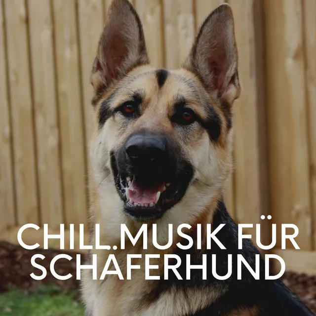 Chill Musik Für Schäferhund