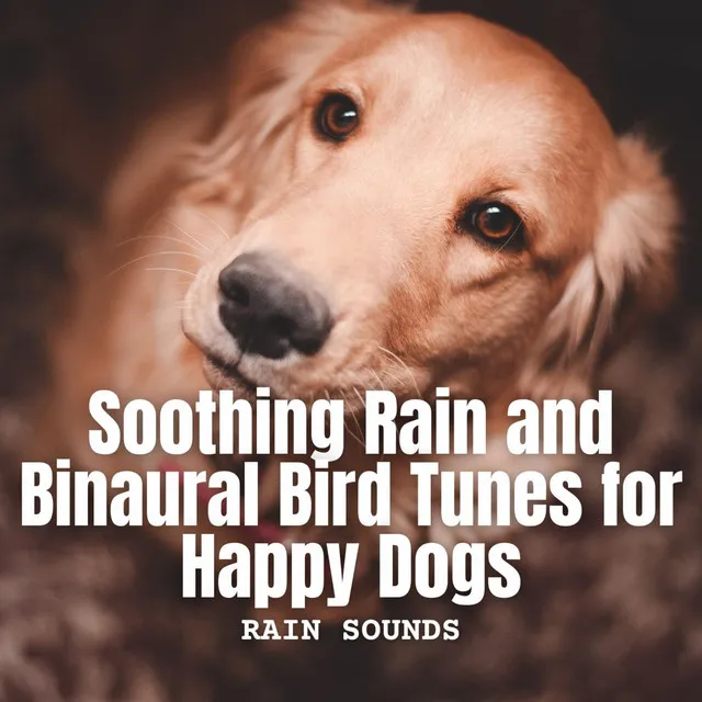 Rain Sounds: Soothing Rain and Binaural Bird Tunes for Happy Dogs