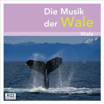 Die Musik Der Wale by Marcelo A. Rodríguez