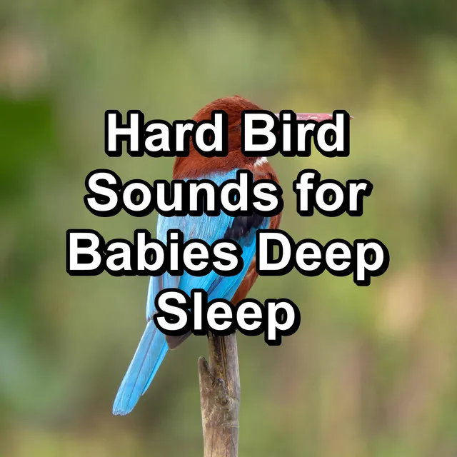 Calm Birds Sounds