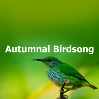 Autumnal Birdsong by ASMR Birds and Forest Nature Sounds