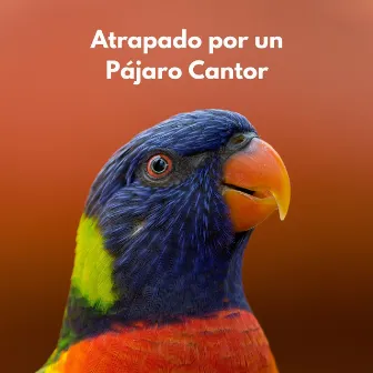 Atrapado Por Un Pájaro Cantor by 