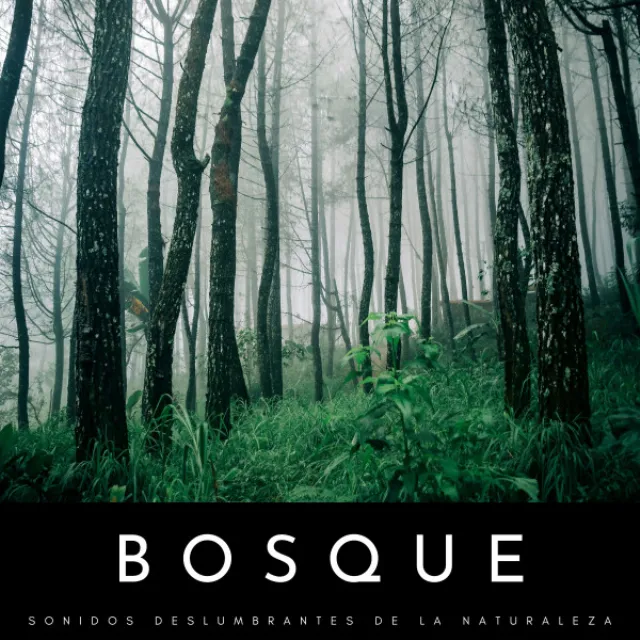 Bosque: Sonidos Deslumbrantes De La Naturaleza