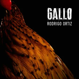 Gallo by Rodrigo Ortiz