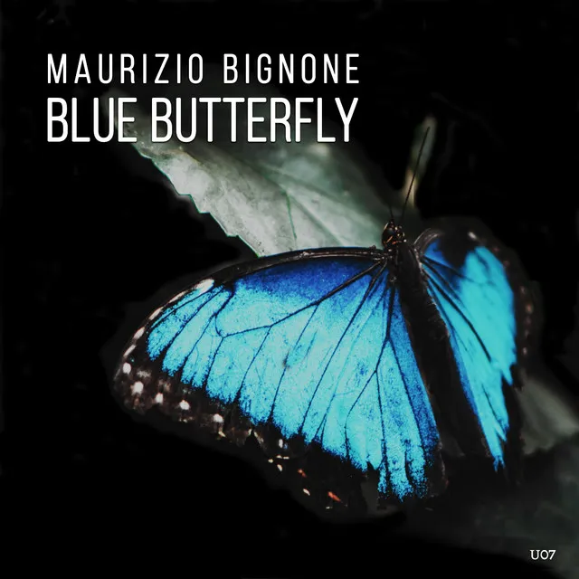 Blue Butterfly