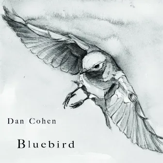 Bluebird by Dan Cohen