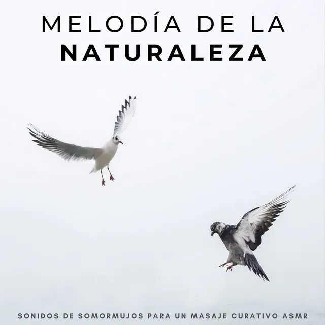 Melodía De La Naturaleza: Sonidos De Somormujos Para Un Masaje Curativo Asmr