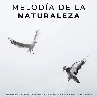 Melodía De La Naturaleza: Sonidos De Somormujos Para Un Masaje Curativo Asmr by Masaje de 1 hora