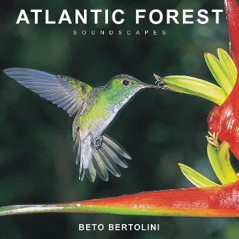 Floresta Atlântica by Beto Bertolini