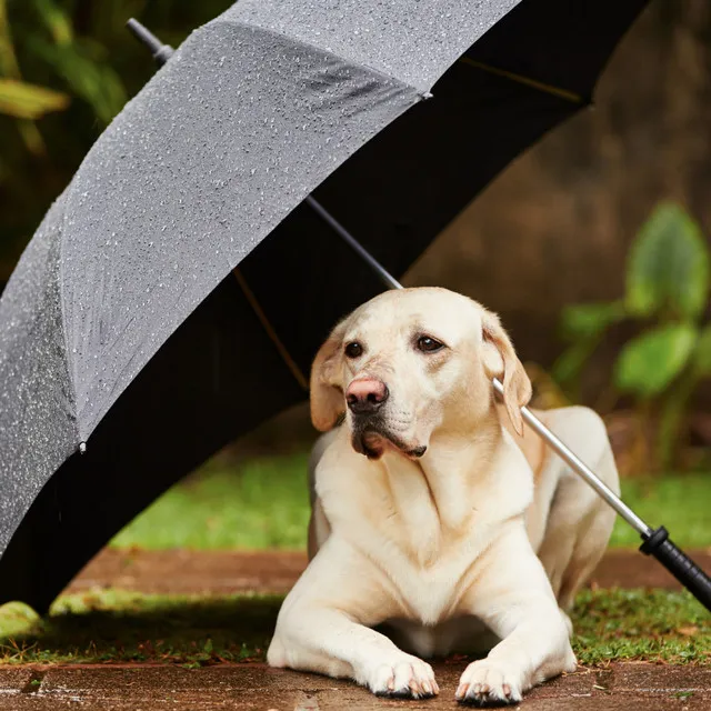 Gentle Theta Waves, Rain with Pets