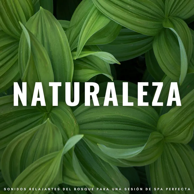 Música Relajante De Naturaleza