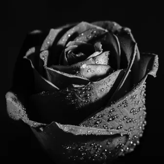 Black Rose by Noble