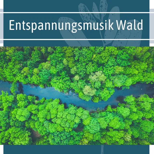 Entspannungsmusik Wald: Naturgeräusche zum Arbeiten