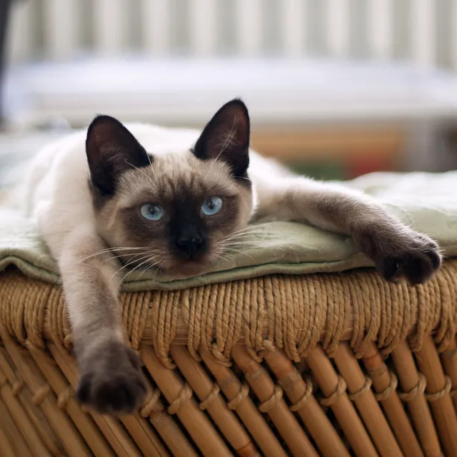 Tranquil Rainfall for Feline Bliss