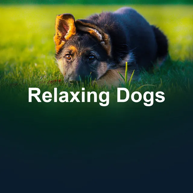 Relaxing Dogs