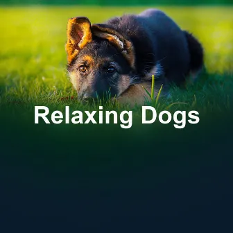 Relaxing Dogs by Music For Dog Relaxation