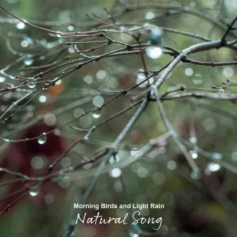 Morning Birds and Light Rain by Natural Song