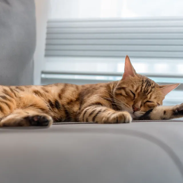 Whiskered Delight: A Jazz Smooth Lounge for Catnapping Comfort