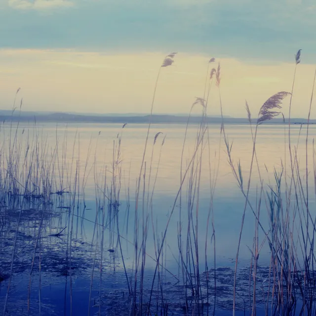 Streamside Serenity: ASMR Waterscapes