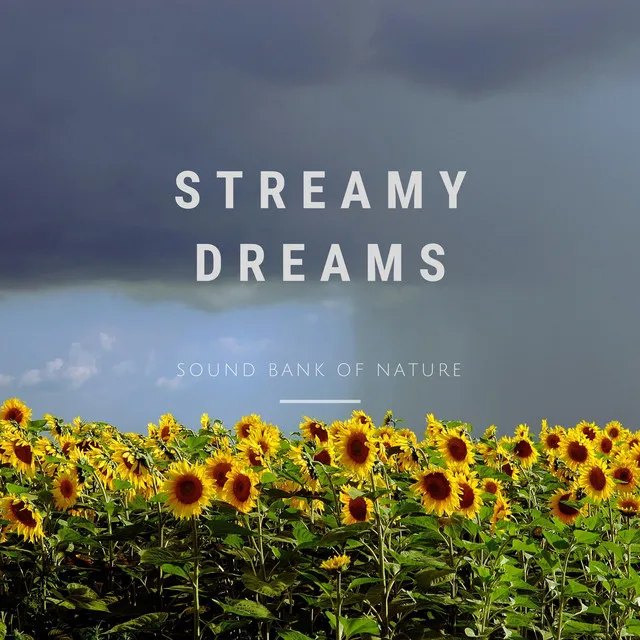 Streamy Dreams