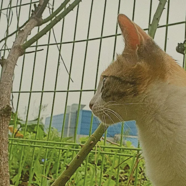 A cat who doesn’t like canned tuna