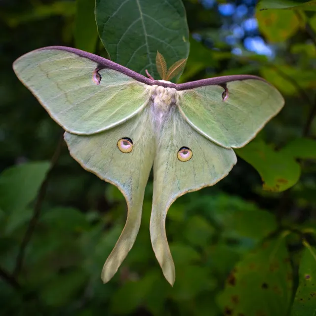 Fireflies, Luna Moth, Bees