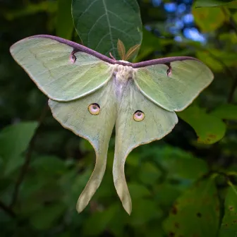 Fireflies, Luna Moth, Bees by 