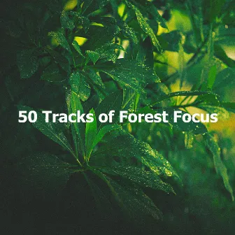 50 Tracks of Forest Focus by Forest Wind Sounds