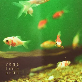 vaga-lume-grão by Gustavo Cunha