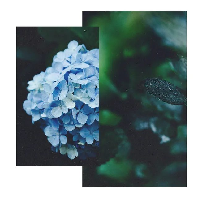 The June Hydrangeas